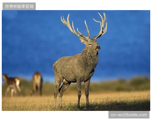 公鹿通过三方交易调整阵容，锋线运动能力得到小幅提升。